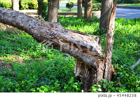 平成30年台風第21号で倒木などの大きな被害を受けた大阪城公園 45448238