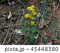アキノキリンソウ 45448380
