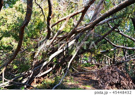 平成30年台風第21号で倒木などの大きな被害を受けた大阪城公園 45448432