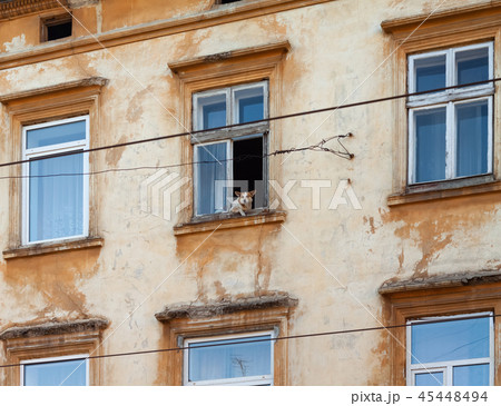 A dog looks out of the window of an old house A dog looks out of the window of an old house 45448494