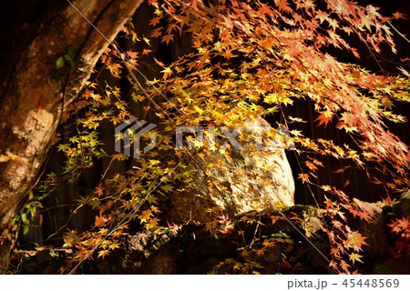 広島県安芸太田町の吉水園の紅葉 広島県安芸太田町の吉水園の紅葉 45448569