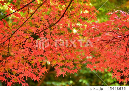 広島県安芸太田町の吉水園の紅葉 広島県安芸太田町の吉水園の紅葉 45448636