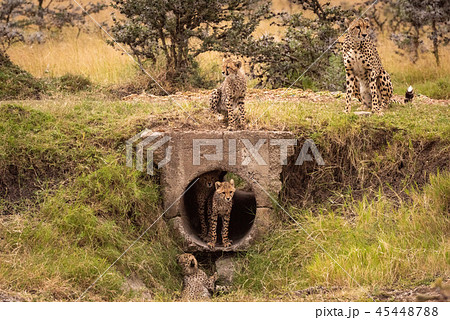 Cheetah watches four cubs playing around pipe 45448788