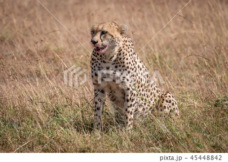 Cheetah with bloody mouth sits in grass 45448842
