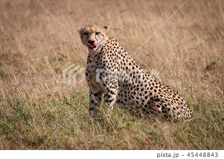 Cheetah with bloody mouth sits licking lips 45448843