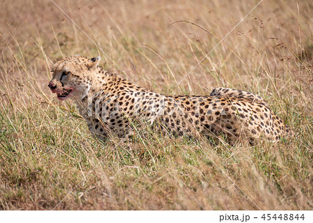 Cheetah with bloody mouth lies in grass 45448844