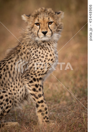 Close-up of cheetah cub sitting on savannah 45448966