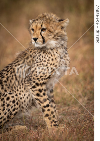 Close-up of cheetah cub sitting in grassland 45448967