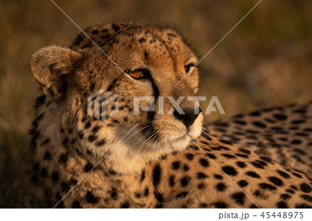 Close-up of cheetah bathed in golden light 45448975