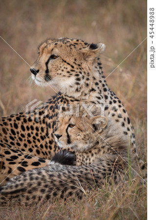 Close-up of cheetah and cub looking back 45448988