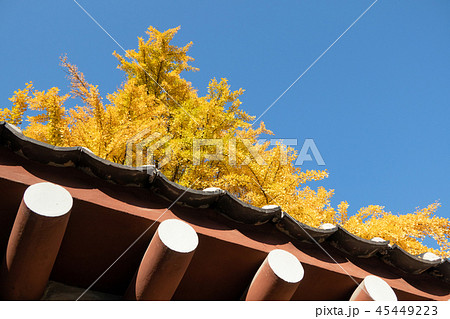 秋のソウル 鍾路区 光化門周辺 秋のソウル 鍾路区 光化門周辺 45449223