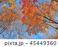 八甲田　燃える秋 45449360