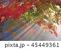 八甲田　朝の光の中で 45449361