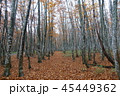 八甲田　晩秋のブナの小道 45449362