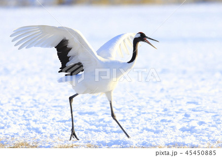タンチョウ タンチョウ 45450885
