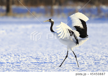タンチョウ 45450887