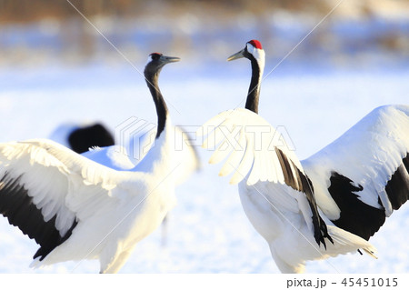 タンチョウ タンチョウ 45451015