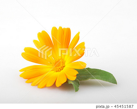 Marigold - Calendula Officinalis 45451587