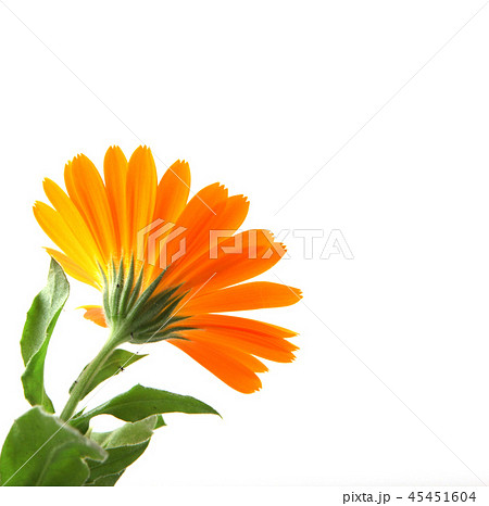 Marigold - Calendula Officinalis Marigold - Calendula Officinalis 45451604