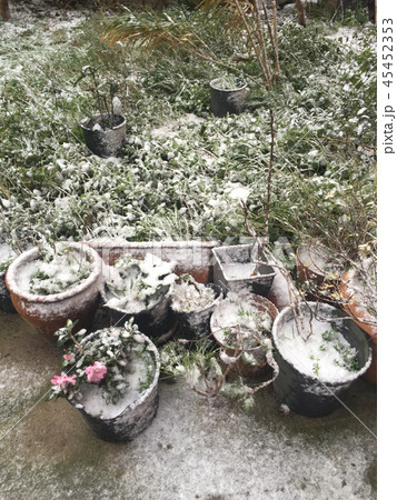garden under snow garden under snow 45452353