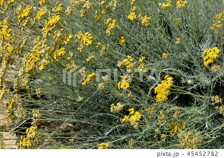 Italian everlasting flowers Italian everlasting flowers 45452782