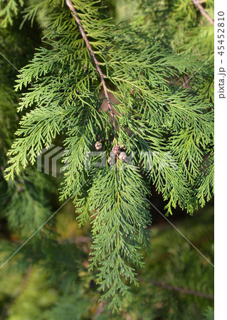 Lawson cypress Kelleris Gold 45452810