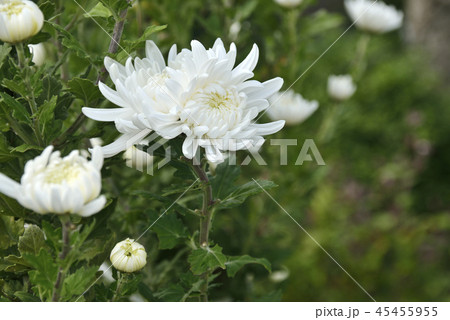 白菊 45455955