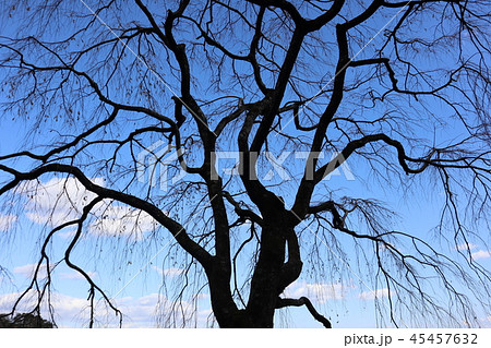 すだれ桜の秋 45457632