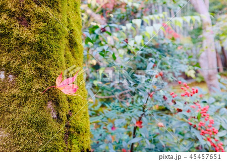 もみじと苔 45457651