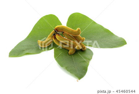 Mucuna pruriens isolated on white background 45460544