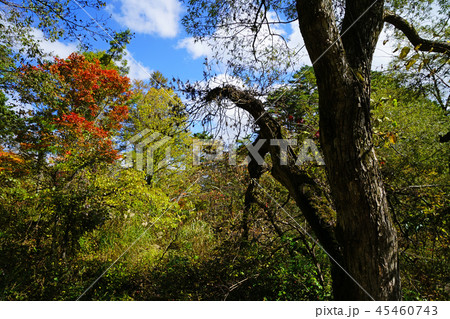 五色沼　紅葉　福島県」 45460743