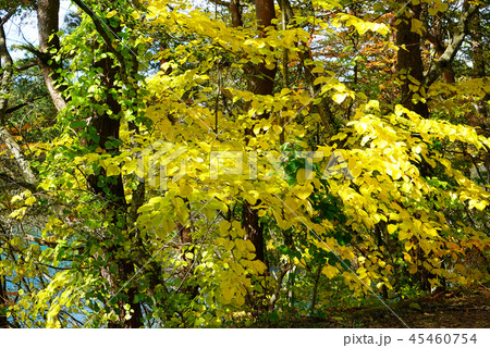 五色沼　紅葉　福島県」 45460754