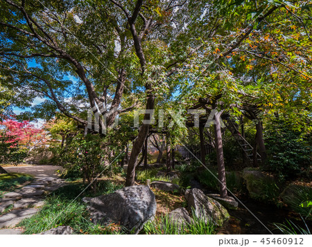 日本の美しい庭 姫路城西御屋敷跡庭園好古園の紅葉 姫路公園 姫路城内にある日本庭園 庭木 盆栽 日本の美しい庭 姫路城西御屋敷跡庭園好古園の紅葉 姫路公園 姫路城内にある日本庭園 庭木 盆栽 45460912