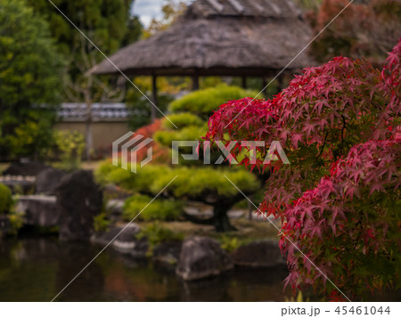 日本の美しい庭　姫路城西御屋敷跡庭園好古園の紅葉　 姫路公園　姫路城内にある日本庭園　庭木　盆栽 45461044