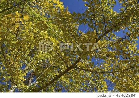 晩秋 イメージ 45462884