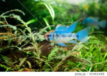 熱帯魚コバルトブルーラミレジィのいる水槽の写真素材