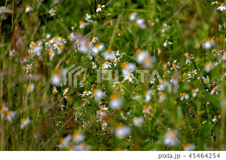 Small white flowers Full of grassland. 45464254