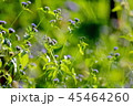 Small flowers, purple, green blur is the scene. 45464260