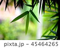 Bamboo leaves green, with backdrop blurred 45464265
