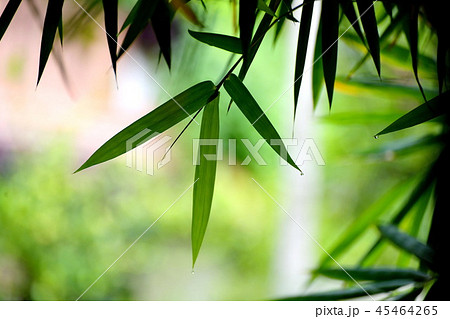 Bamboo leaves green, with backdrop blurred Bamboo leaves green, with backdrop blurred 45464265