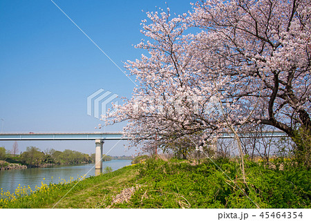 荒川 桜 菜の花 治水橋の写真素材