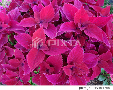 Coleus コリウス コレウス 赤の写真素材