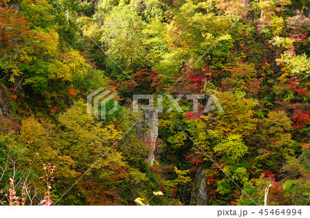 鳴子峡 紅葉 宮城県 鳴子峡 紅葉 宮城県 45464994