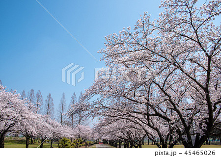 さくら　大宮健保グラウンド　山王公園 45465026