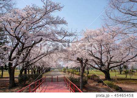 さくら 大宮健保グラウンド 山王公園の写真素材