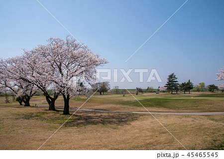 河川敷ゴルフ場　桜　治水橋付近 45465545
