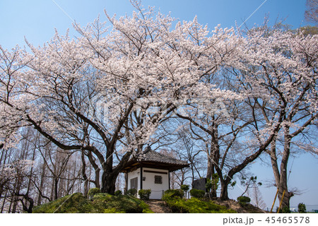 さくら　大宮健保グラウンド　地蔵公園 45465578