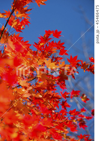 鮮やかな紅葉 45466475