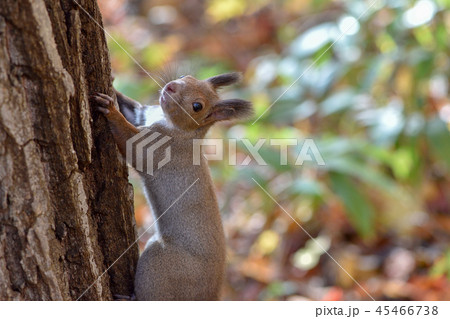 秋のエゾリス 秋のエゾリス 45466738