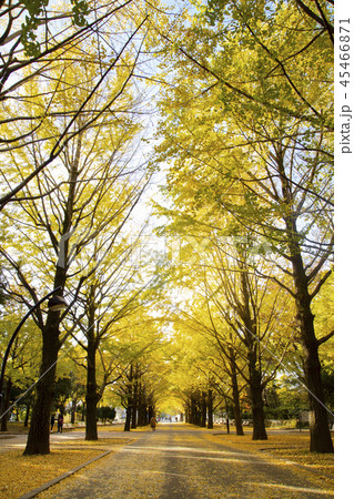 光が丘公園　ふれあいの径のいちょう並木 45466871